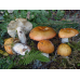 Мицелий Сыроежки сереющей / Сыроежка выцветающая (Russula decolorans) Мицелий Сыроежки сереющей / Сыроежка выцветающая (Russula decolorans)